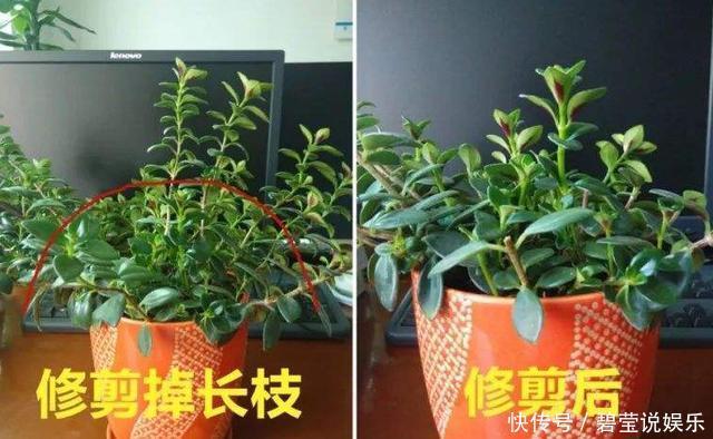 花繁叶茂|它比金边吊兰漂亮,1个修剪小技巧,长势快,开花不断,花繁叶茂