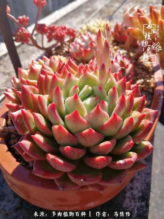 养多肉如同种下希望，因为美丽总在下一个季节！