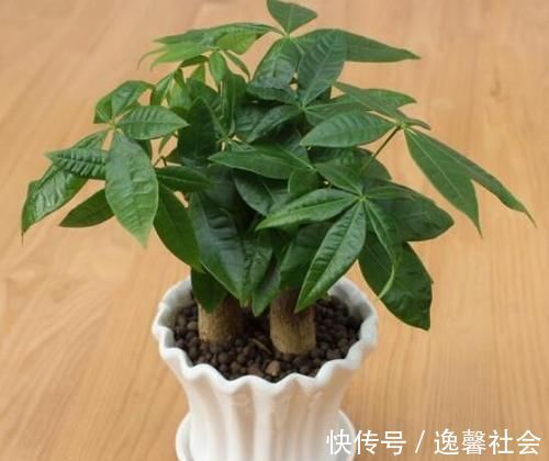 发财树|家里不要乱养花，这3种植物，养人又旺财，聪明的人都在养！