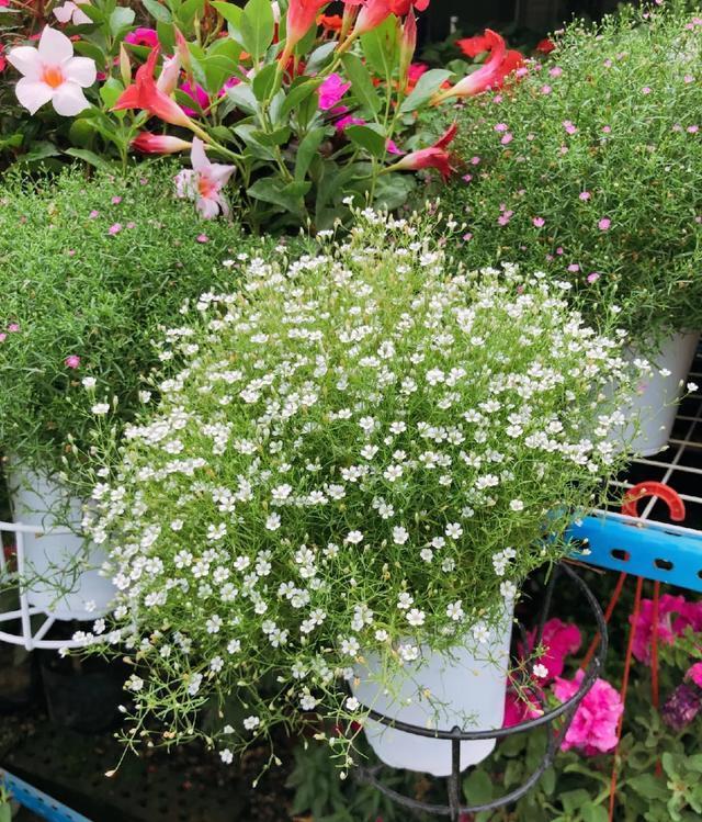 雨水|10种不能淋雨的花,淋完雨就死,盆栽养花注意事项