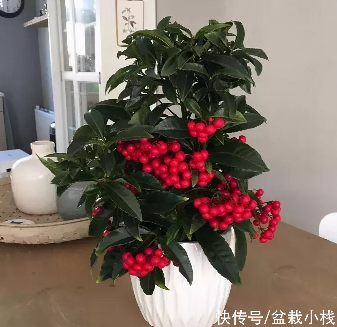 3种寓意花,年底室内要“安排”上,寓意好观赏价值高