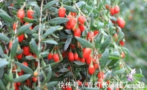 身体棒|有钱没钱，冬天都要常吃此物，养肝明目，软化血管，身体棒！