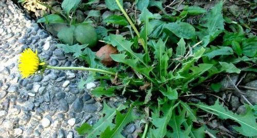 卵巢囊肿|女人不想妇科病来扰，三种食物轮着吃，帮你保养卵巢，预防妇科病