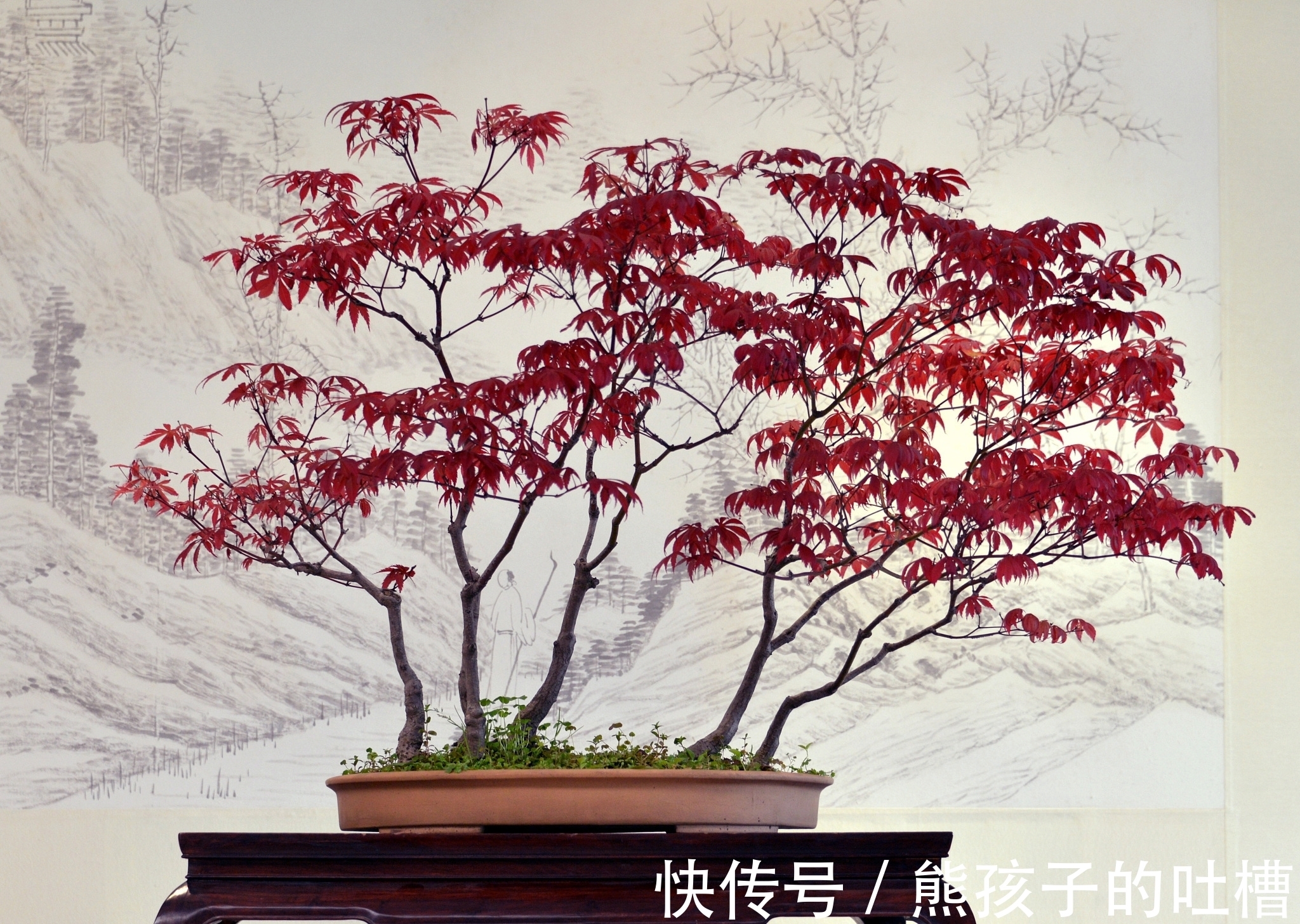 DIY树桩盆景的制作流程和养护事项