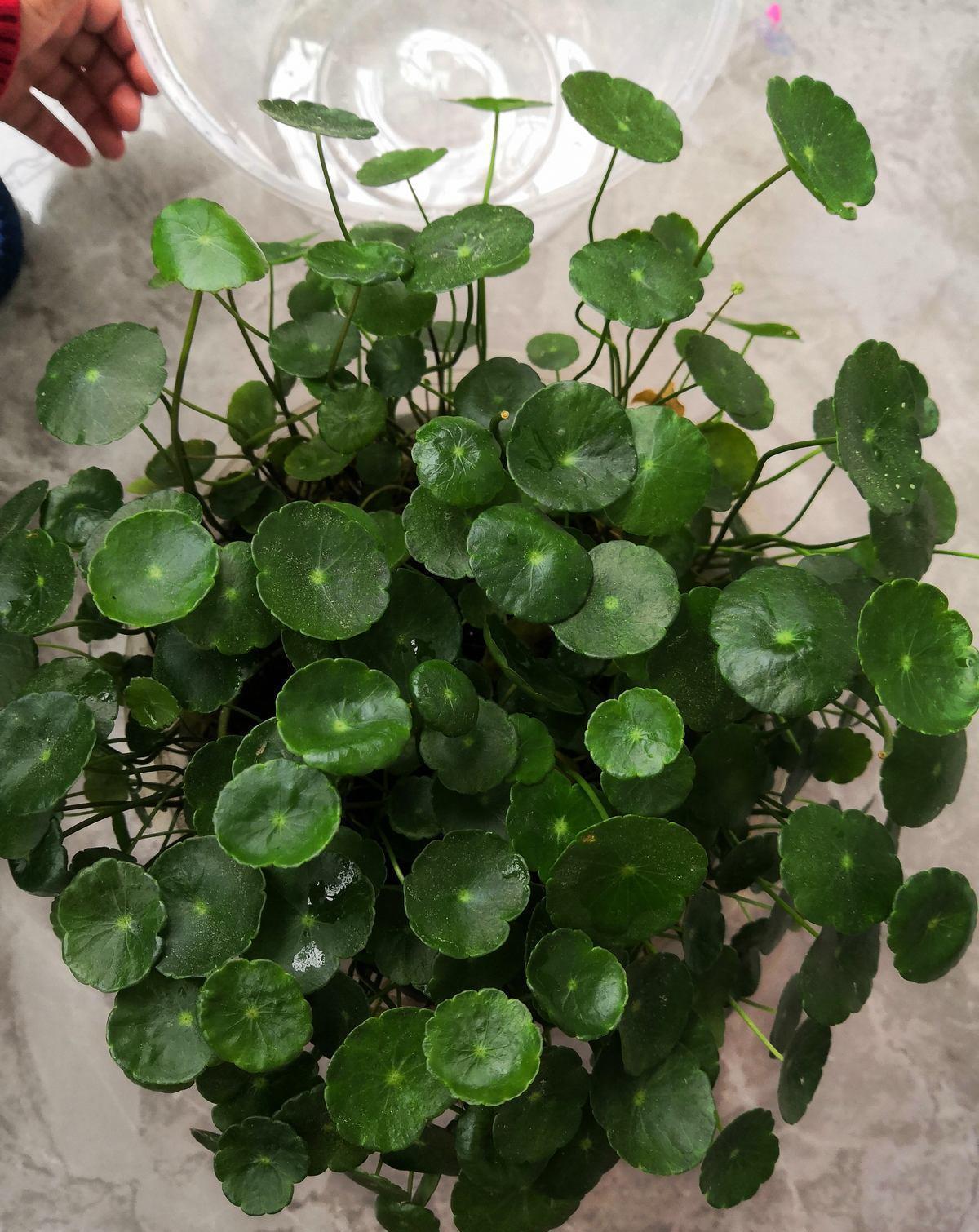 绿植|河边常见的3种草,现在都成了网红绿植,养护起来超简单