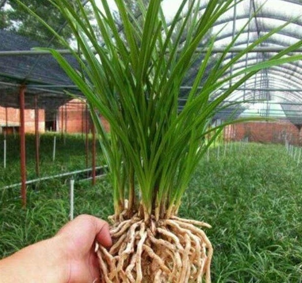 给兰花分盆，掌握一个“小原则”，不伤苗、服盆快、猛开花！