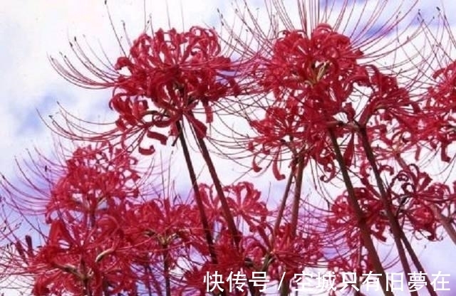 世界上十大最美的花,彼岸花排第二!