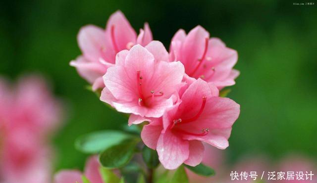 杜鹃|杜鹃、茶花、栀子花总也养不好,原来问题出在这