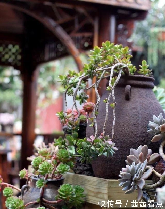 张大姐养多肉, 连屋顶也不放过, 8年种了3万棵!
