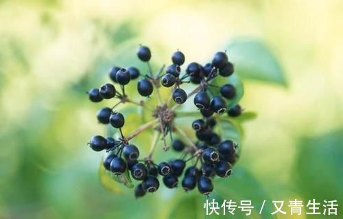 刺五加|一味中药分三种,一种祛风湿强筋骨,一种健脾、肺、肾,一种有毒