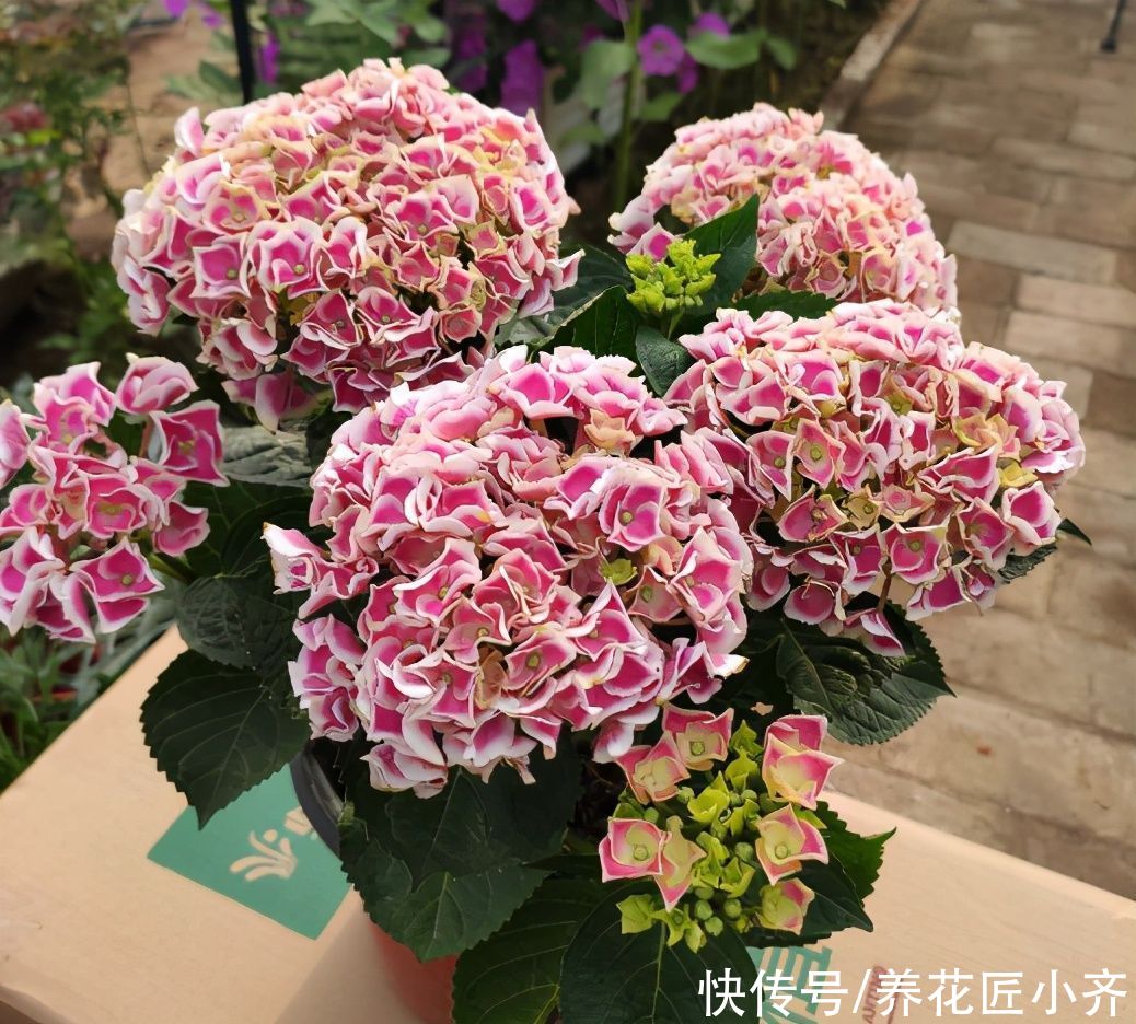 夏季|夏季能晒死的6种花，现在要做的是“遮阴、通风”，才能保证长势