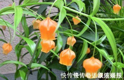 圣诞百合|此花犹如一串串灯笼挂树上,外形娇俏可爱,寓意着庆祝