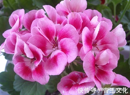 这三种花号称繁殖机器,养上一盆轻松变出百盆,真是太省钱了