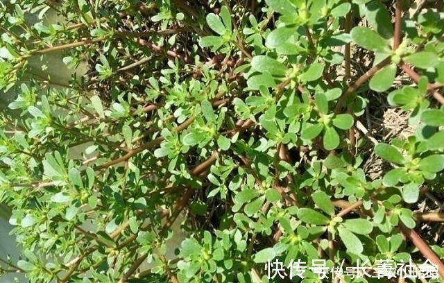 胆固醇|小时候摘它喂鸡鸭,现在被誉为“长寿菜”,一斤10块,抢着要