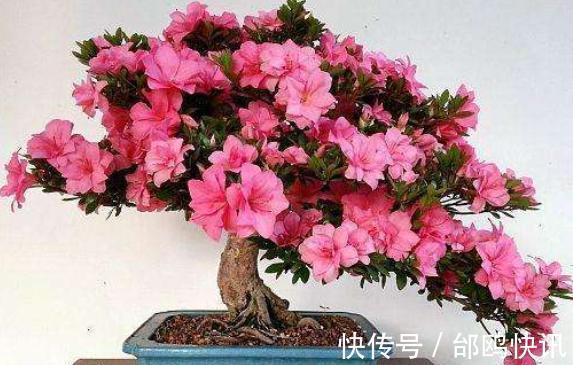 养花盆土易板结,挖个“小坑”巧解决,营养又透气,两年不用换盆