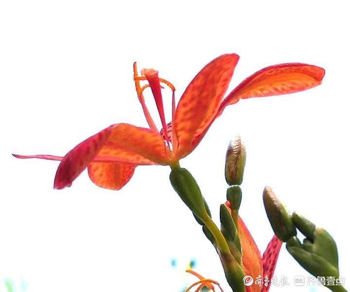 高军|这妖艳美丽的花朵名叫凤翼，入中药清热解毒