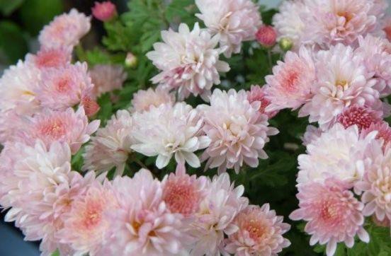 4种花美爆阳台,放在阳台开爆一整年,价格超便宜