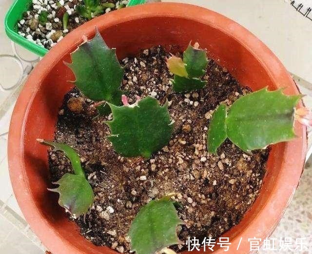 叶片|扦插蟹爪兰需注意“2个关键点”,成活率高,关键是方法简单实用