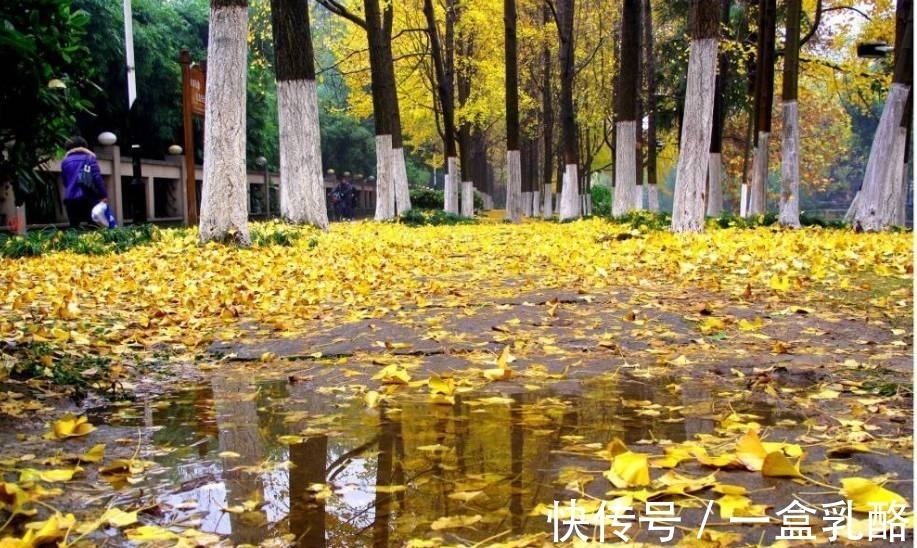 黄树影|“一路独行风渐紧，满街心事透衣衫”这句诗如何？七言绝句欣赏