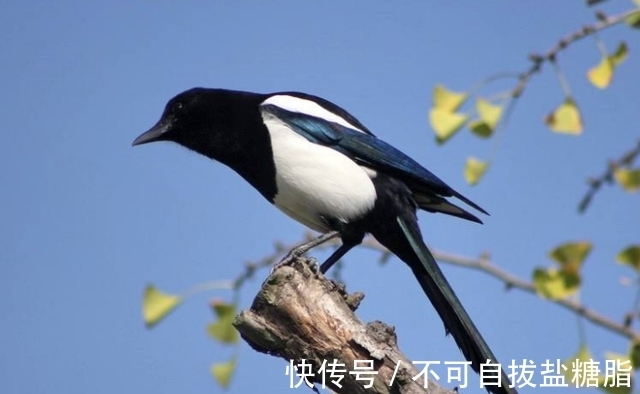 俗语：“两鸟进门，不富也喜”，你知道是哪2种鸟吗？为何没喜鹊