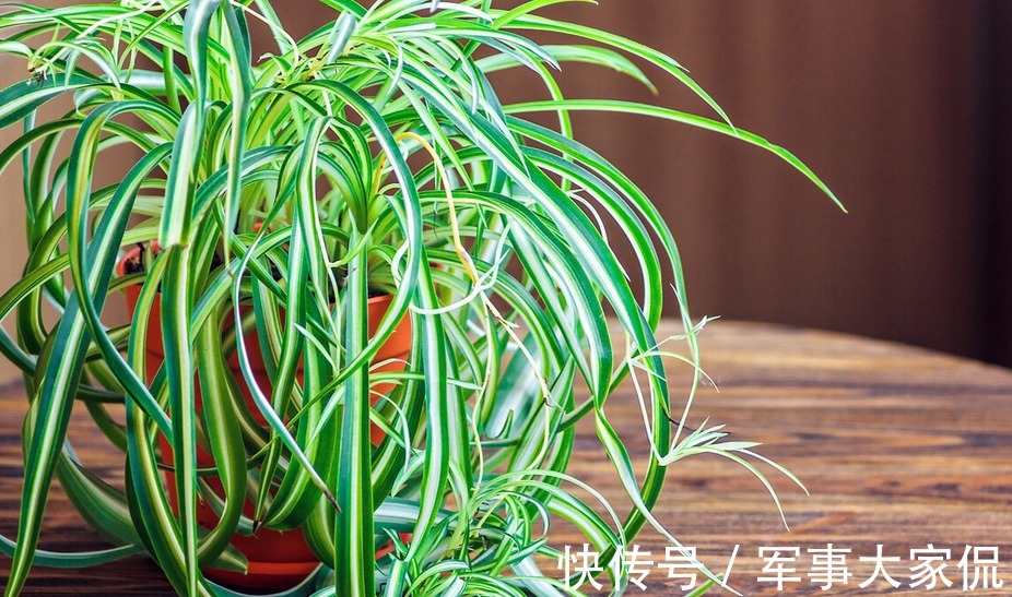 亮点|家庭养吊兰,照顾到此3点,普通绿植秒变家居“亮点”
