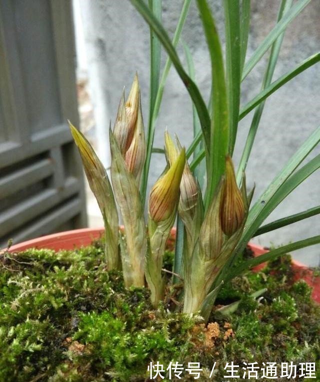 春季养兰花,要做“2件事”,花苞窜满了,开花芳香、长爆盆!