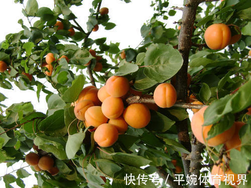 果树|家里院子别光养月季花，种上3棵果树，添子添福，还能随手摘果子