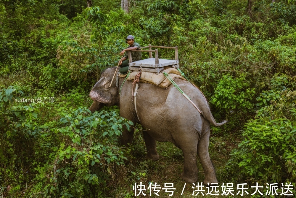 野生动物|尼泊尔最冒险的世界遗产奇特旺国家公园，村民与猛兽相伴