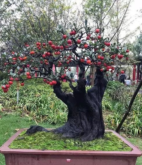 老大爷养了8年的金弹子,当成孙子一样照料,钱多难买无价盆景