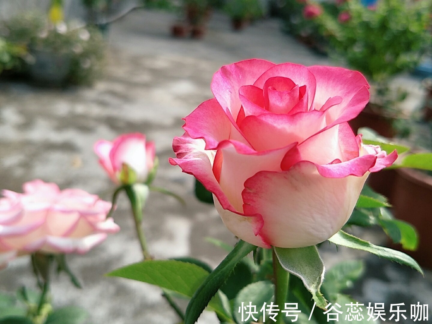 三角梅、月季、栀子花总是不开花,几个小技巧,一年四季爆盆