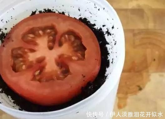 君子兰3年不开花,老婆在盆里埋了一点“它”,花开红火像太阳!