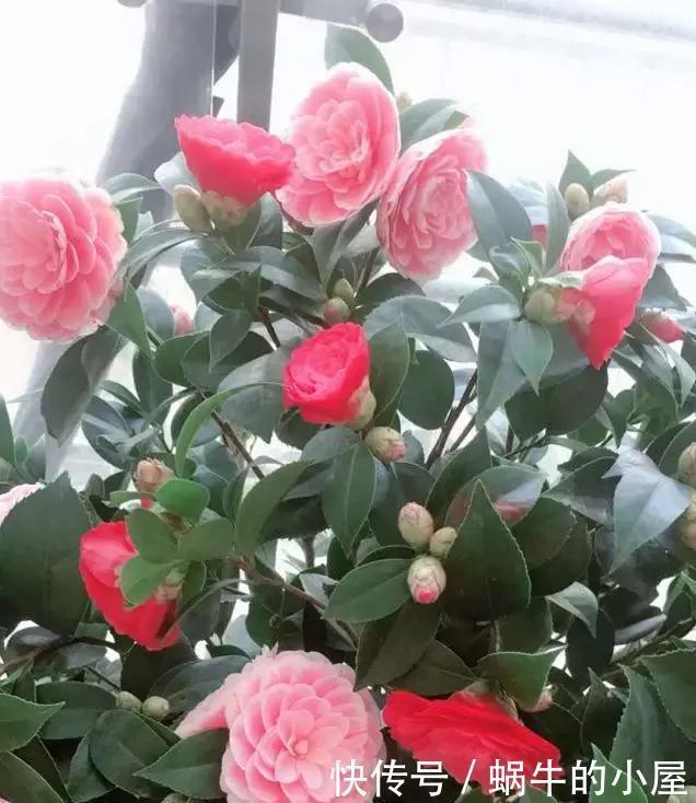 客厅|2种树养客厅,年后枝头开花,花期长达2个月,太漂亮