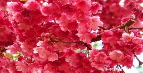 美到窒息的樱花盆景,养上一盆后,可以在自己家阳台看花开花落!