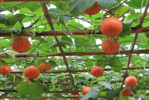 苦瓜|藏在身边的“天然胰岛素”，糖友敞开吃，或能稳定血糖、更健康