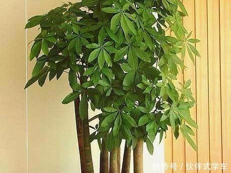 植株|有1种“体液”，人们常浪费，殊不知，是花草最爱，比黄豆水都肥！