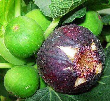 塑料|塑料瓶子别扔了,套无花果树上,15天长满根,当年结果“一箩筐”