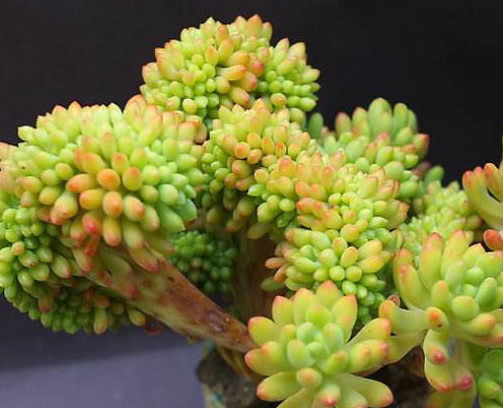 多肉八千代怎么叶插生根快教你3个小步骤,不仅易生根长势还旺