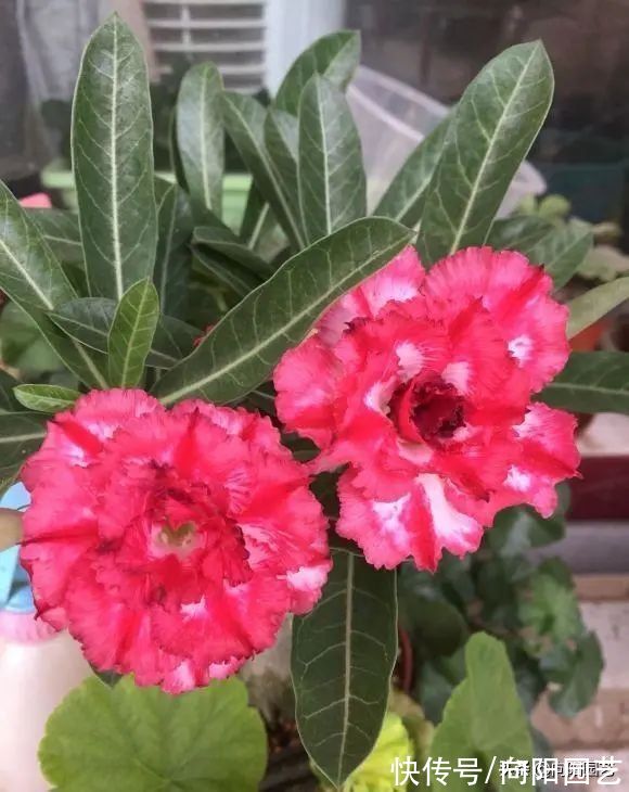 养花养不活?这9种“不死花”,浇浇水就能开花,花开大半年