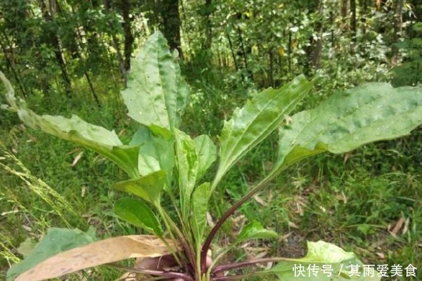 止咳|车前草也是宝,常用来煮水喝,好处不请自来,男女老少都离不开!