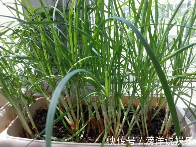 盆栽韭菜怎么养土里加点“料”,叶子宽又绿,采收一茬又一茬