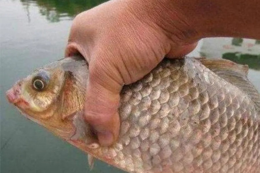 冬天冷，上鱼不够快，果断换用这2套钓法，大板鲫上了一尾又一尾