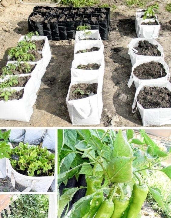 丰收|都是自家种菜,邻居大叔直接用纱布袋几十天一丰收,多的还能拿去卖