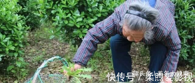中医|蒲公英泡水喝,是用叶子还是用根茎?中医给出回答,受教了