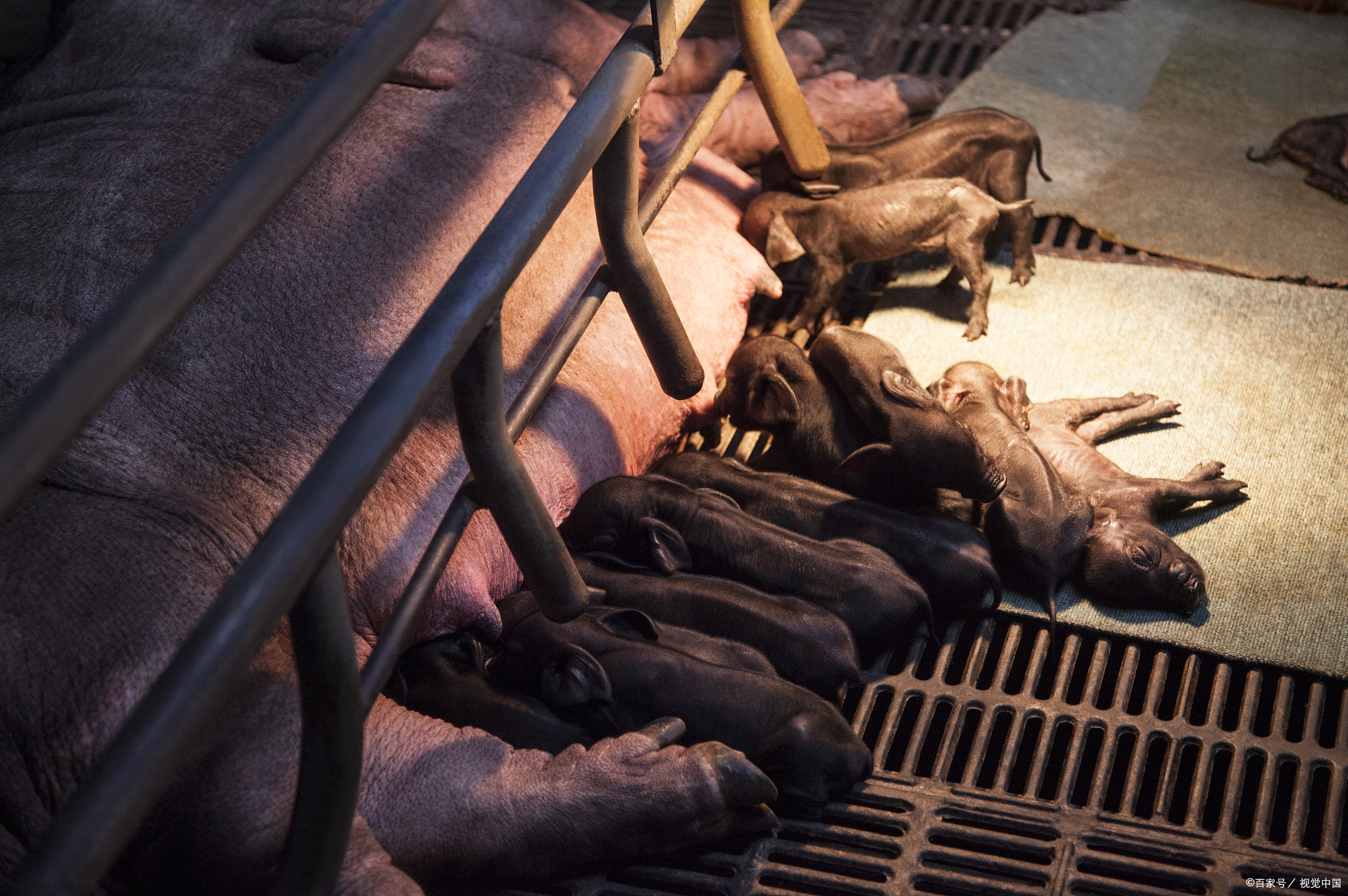 猪传染性胃肠炎|猪流行性腹泻怎么治