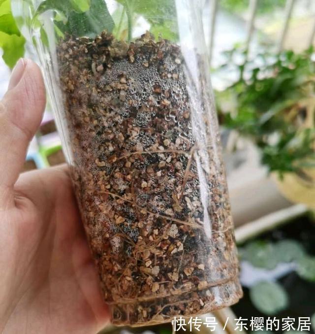 种花|三伏天,这三种花要备份,好处多多,年年有花看