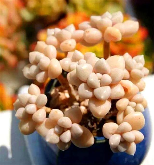 多肉|多肉中的“爆盆之王”,养护掌握6要点,叶子饱满,长成粉色瀑布