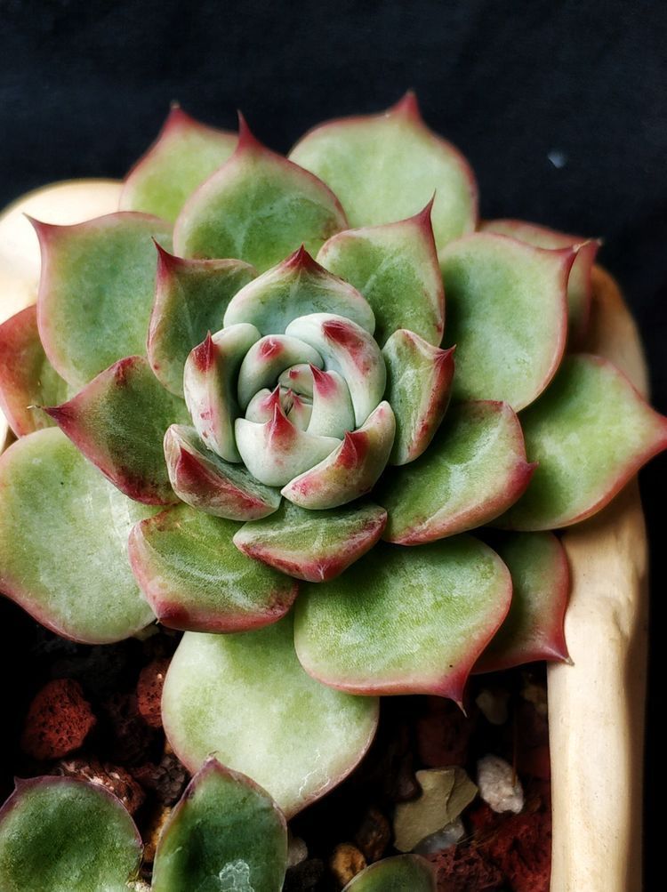 成长|与多肉一起走过的日子,见证多肉的成长过程!