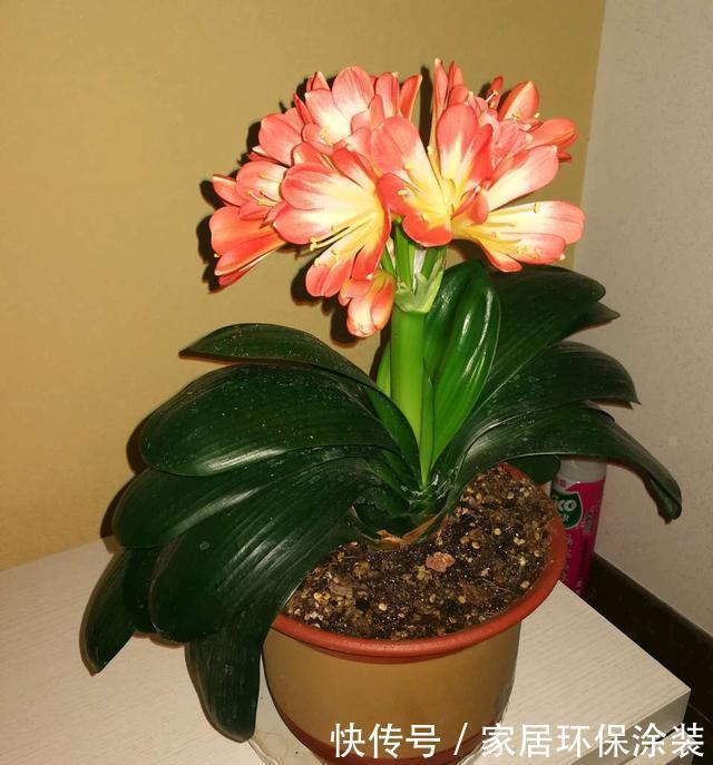 捡3种料垫盆底,土壤疏松透气、不板结,花卉越长越有劲