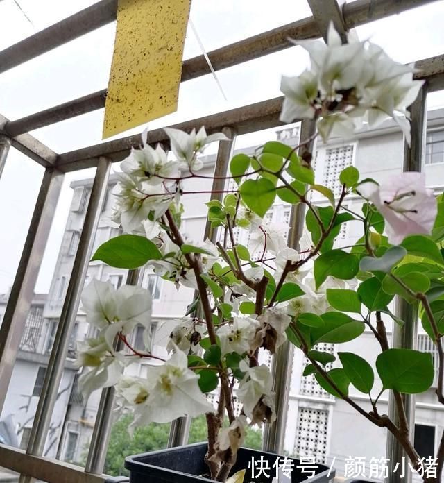 怡景三角梅开出来的花朵一个月不上色就枯花花朵上色3妙招