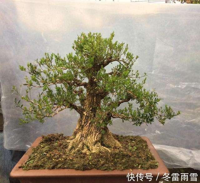 云贵大山的“黄杨市场”，是“原则”与艺术的碰撞，你站谁呢